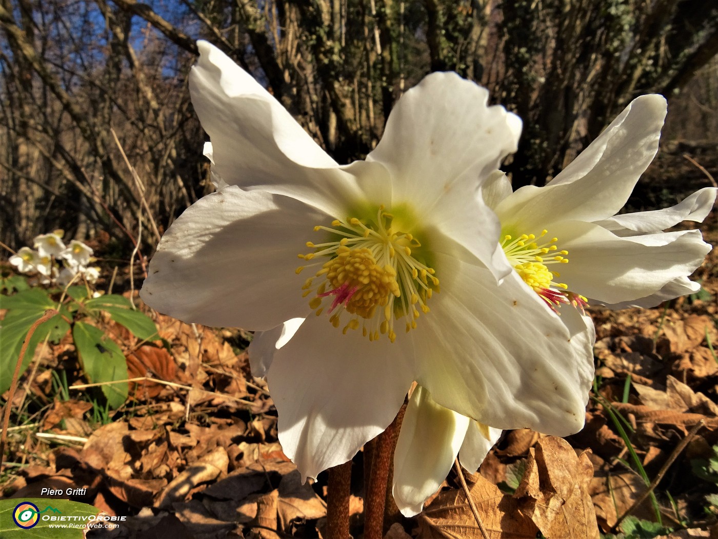 20 Ellebori in fiore sul sent. 561 percorso ad anello.JPG